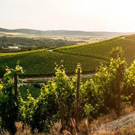 Zum Rebstock 酒店 玛特丁恩